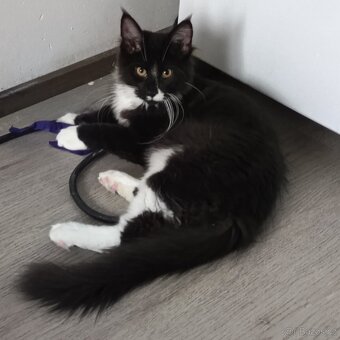 Mainská mývalí koťátka- poslední kocourek