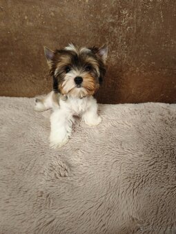 Jorkširský teriér štěňátka s pp