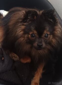 Mini špic trpasličí pomeriana váha 2 kg.plati do smazání.