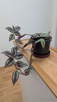 Tradescantia zebrina PURPLE