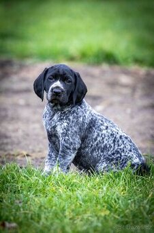 Štěňata - německý krátkosrstý ohař