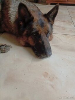 Německý ovčák FENA