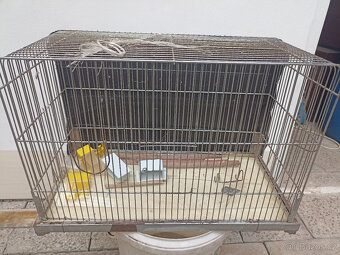 Kačena mandarinka, kakarik červenočelý,korela barevná