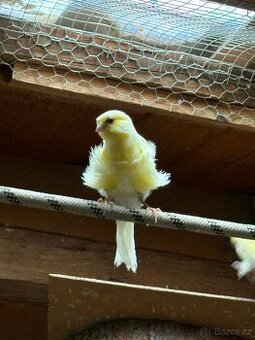 Kanár severní Holanďan