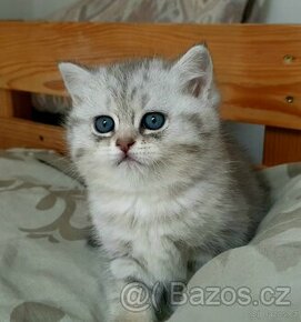 Britske koťátko, silver shaded/whiskas zbarvení.