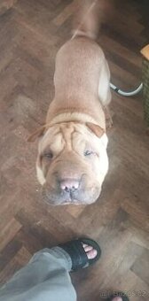 Čistokrevní psi Sharpei