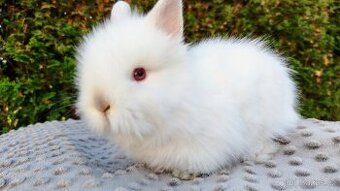 Zakrslý králík, králíček - (TEDDY) - HERBERT A HEIDY