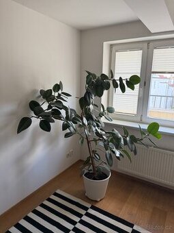 Ficus elastica - 1