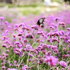 Sporýš argentinský - verbena-POZASTAVENO