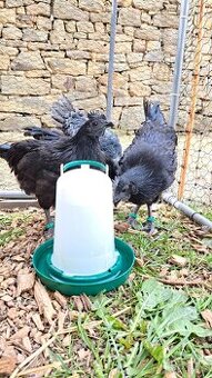 Kohouti Ayam Cemani, Cemanské slepice