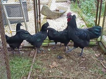 Ayam Cemani