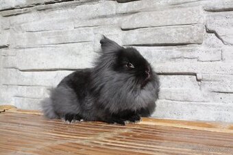 Bailey