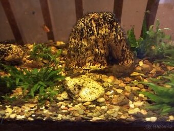 Ancistrus