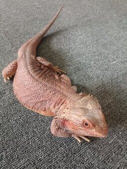 Agama vousata
