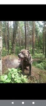 Bandog - modrý - 6let - ke krytí TOP pes