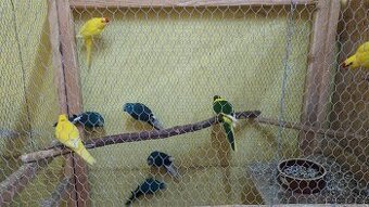 Kakariki - 1