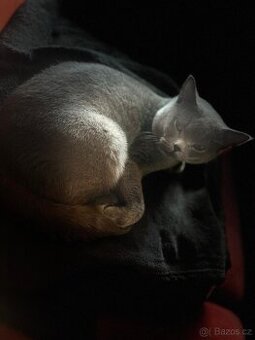 Nabízím krytí Britským kocourem