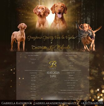 Maďarský ohař krátkosrstý s PP