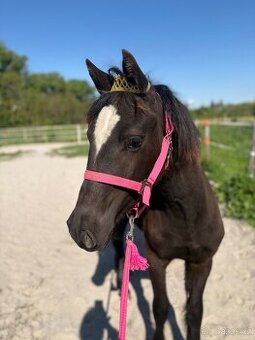 Welsh part bred klisna s PP