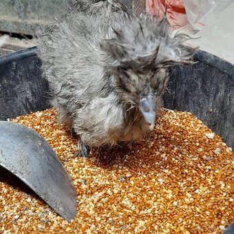 Hedvabnička kuřata