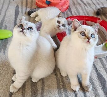 Britská koťátka