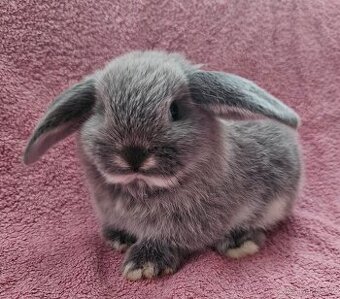 Zakrslý králíček/beránek minilop