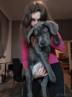 Cane Corso – fenečka s PP | k prodeji