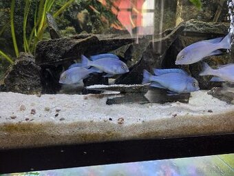 Akvarijní ryby
 - 1