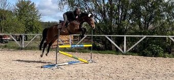 Mladý valach do sportu po Brando