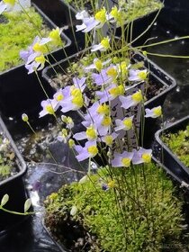 Masožravky přebytky k dispozici