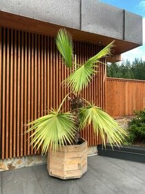 Palma Washingtonie robusta
