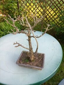 Suchá bonsai