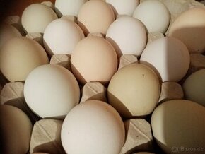 Přebytek domácích vajíček