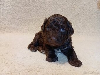 Italský vodní pes - lagotto romagnolo s PP