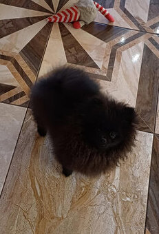 Pomeranian černá fenka s PP