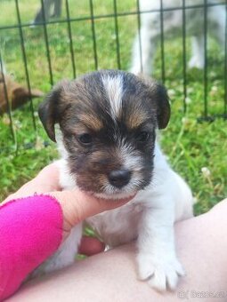 Jack Russell teriér ( Rusel teriér) s PP