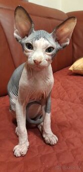 Sphynx koťátko