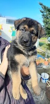 Štěňata německého ovčáka  bez PP - 1