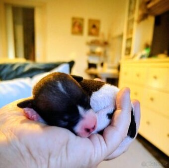 Americký bezsrstý teriér