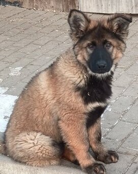 Německý ovčák s PP - 1