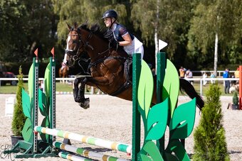 Prodám krásnou kobylku A1/1