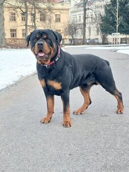 Rotweiler pes bez pp na kryti