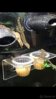 Lepidodactylus lugubris - Gekon panenský - celá ČR