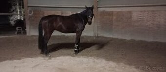 Prodám holanského teplokrevníka.