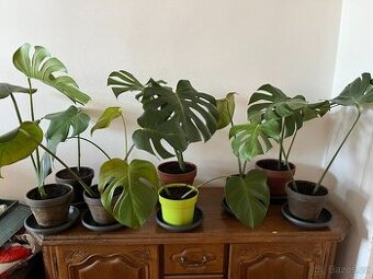 Monstera - výška rostlin min. 40 cm