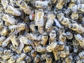 Včely - oddělky objednávky Karlovarsko