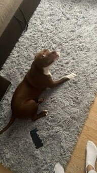 Prodám pitbula