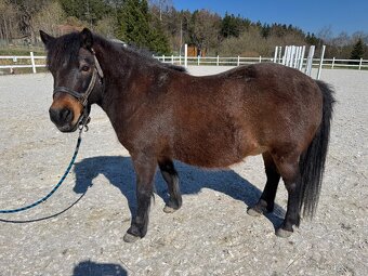 Pony klisna