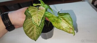 Syngonium různé druhy
