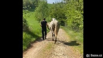 Pohodová mladá klisna